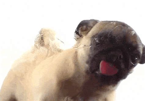 dog licking screen gif|puppy licking screen website.